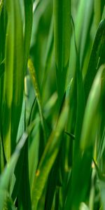 Grass,Plant,Leaves,Nature