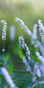 Grass,Plant,Macro