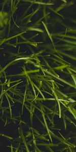 Grass,Plant,Macro