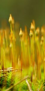 Grass,Plant,Macro,Blur,Smooth