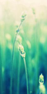 Grass,Plant,Macro,Blur,Smooth,Field