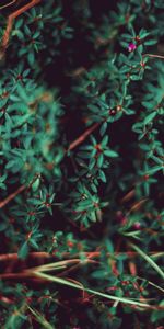 Grass,Plant,Macro,Blur,Smooth,Vegetation,Leaves