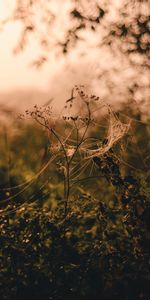 Herbe,Planter,Macro,Lisse,Fleur,Flou,Web,Plante