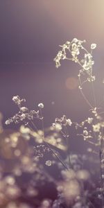 Grass,Plant,Macro,Branch,Background