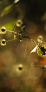 Grass,Plant,Macro,Branch,Spots,Glare,Stains