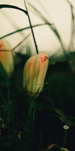 Grass,Plant,Macro,Bud