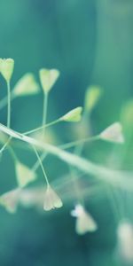 Grass,Plant,Macro,Dandelion