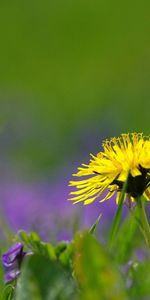 Grass,Plant,Macro,Dandelion