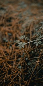 Herbe,Planter,Macro,Sec,Plante