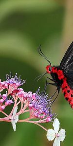 Grass,Plant,Macro,Flower,Wings,Butterfly