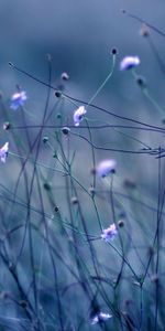 Plante,Planter,Macro,Herbe,Fleurs,Sombre