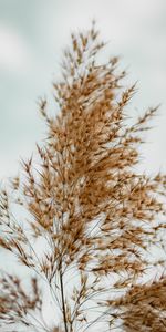 Herbe,Plante,Planter,Macro,Duveteux,Pelucheux,Marron