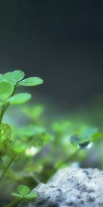 Herbe,Plante,Planter,Graissé,Lubrifié,Drops,Macro