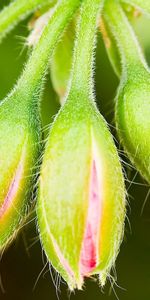 Grass,Plant,Macro,Greens