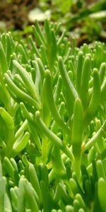 Plante,Planter,Légumes Verts,Macro,Verdure,Herbe