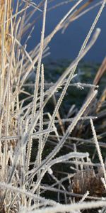 Grass,Plant,Macro,Hoarfrost,Frost