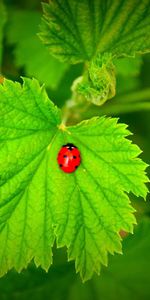 Herbe,Feuilles,Plante,Planter,Macro,Coccinelle