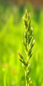 Hierba,Hojas,Macro,Planta