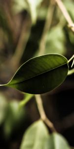 Grass,Plant,Macro,Leaves