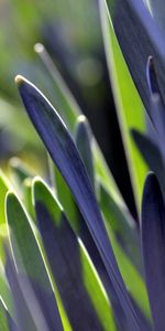 Grass,Plant,Macro,Leaves