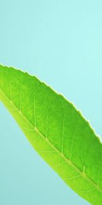 Grass,Plant,Macro,Leaves