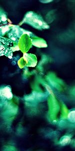 Grass,Plant,Macro,Light,Light Coloured,Petals,Greens