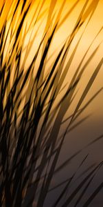 Grass,Plant,Macro,Lines,Shadow,Dark