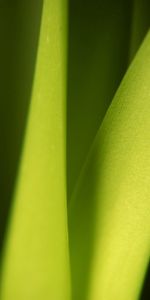 Grass,Plant,Macro,Shadow,Streaks,Stripes