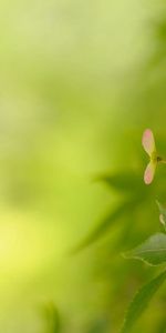 Grass,Plant,Macro,Shine,Glare,Light