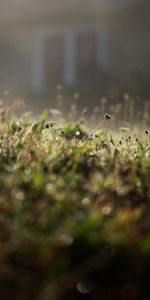 Herbe,Plante,Planter,Macro,Briller,Lumière