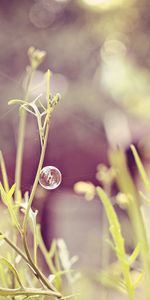 Grass,Plant,Macro,Shine,Light,Field