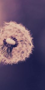 Grass,Plant,Macro,Stem,Stalk,Fluff,Dandelion,Fuzz