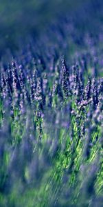 Herbe,Plante,Planter,Surface,Macro