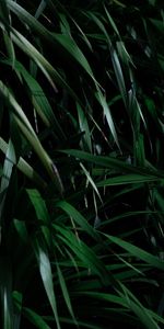 Grass,Plant,Shadows,Leaves,Dark