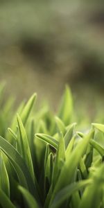 Grass,Plants