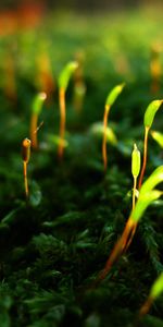 Grass,Plants