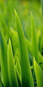 Grass,Plants,Background