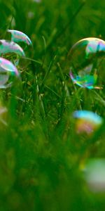 Grass,Plants,Bubbles