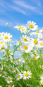 Grass,Plants,Sky,Camomile