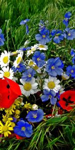 Grass,Poppies,Bouquet,Graphically,Flowers,Camomile,Brightly,Colorfully