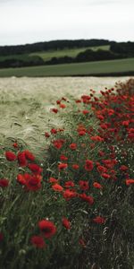 Grass,Poppies,Ears,Spikes,Wildflowers,Flowers