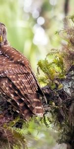 Herbe,Animaux,Prédateur,Oiseau,Hibou,Chouette