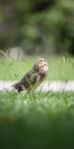 Grass,Predator,Animals,Feather,Bird,Owl