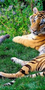 Grass,Predator,Bengal Tiger,Animals