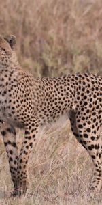 Grass,Predator,Sight,Opinion,Animals,Big Cat,Cheetah