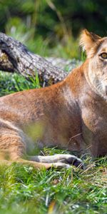 Herbe,Vue,Opinion,Gros Chat,Lionne,Prédateur,Fauve,Animaux