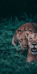 Grass,Predators,Lioness,Lionesses,Animals