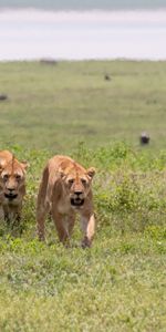 Grass,Predators,Lioness,Lionesses,Animals,Big Cat