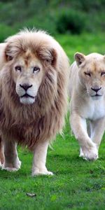 Leones,Animales,Paseo,Una Familia,Familia,Hierba,Paso,Depredadores