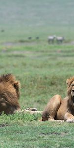 Animales,Hierba,Caer,Boca,Un Leon,Depredadores,León,Leones